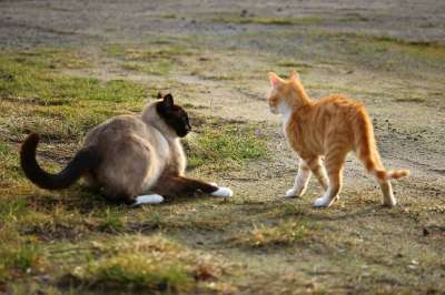 猫 小猫 暹罗 游戏 战斗 红虎斑 红猫 年轻的猫 鲭鱼