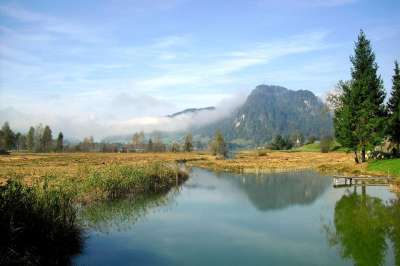 景观 落下 多雾路段 奥地利 Walchsee 在沃尔奇湖 树