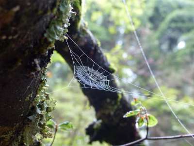 森林 苔藓 蜘蛛网 绿色 树桩 景观 走 自然