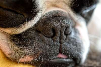 狗 细节 枪口 睡觉 疲劳 梗犬 可爱的