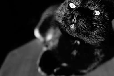 猫 黑色的 眼睛 猫科动物 宠物 万圣节 肖像 基蒂 小猫