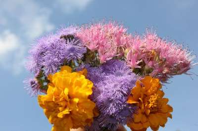 紫色的 盛开 紫色的花朵 工厂 紫花 自然 紫色 花朵 花园