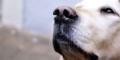 狗 金毛猎犬 拉布拉多犬 动物 肖像 猎犬 宠物 脸 老狗