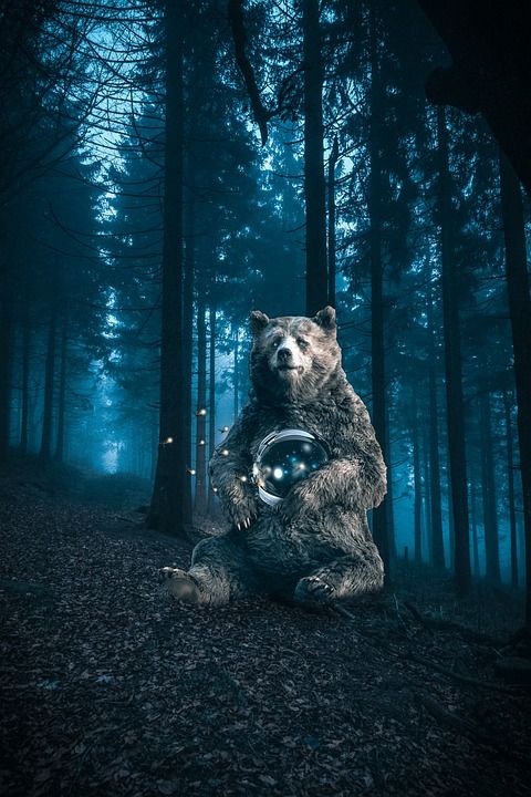 熊 萤火虫 照相馆 夜晚 森林 树木 幻想 极好的 梦幻般的