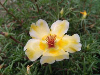 Portulaca Oleracea L 马齿苋花 五行草花 五方草花