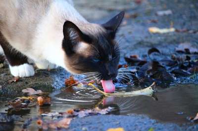 猫 水坑 喝 舌头 水 暹罗