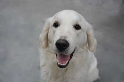 狗 狗黄金猎犬 家畜 金毛猎犬 母狗 金的 动物公司 白色的外套