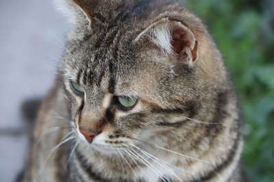 猫 美丽 动物 可爱 斯科特 危险的 毛皮 自然 老虎 青年
