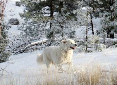 白狗 狗 宠物 动物 白色背景 朋友 自由 犬类 雪 冬天