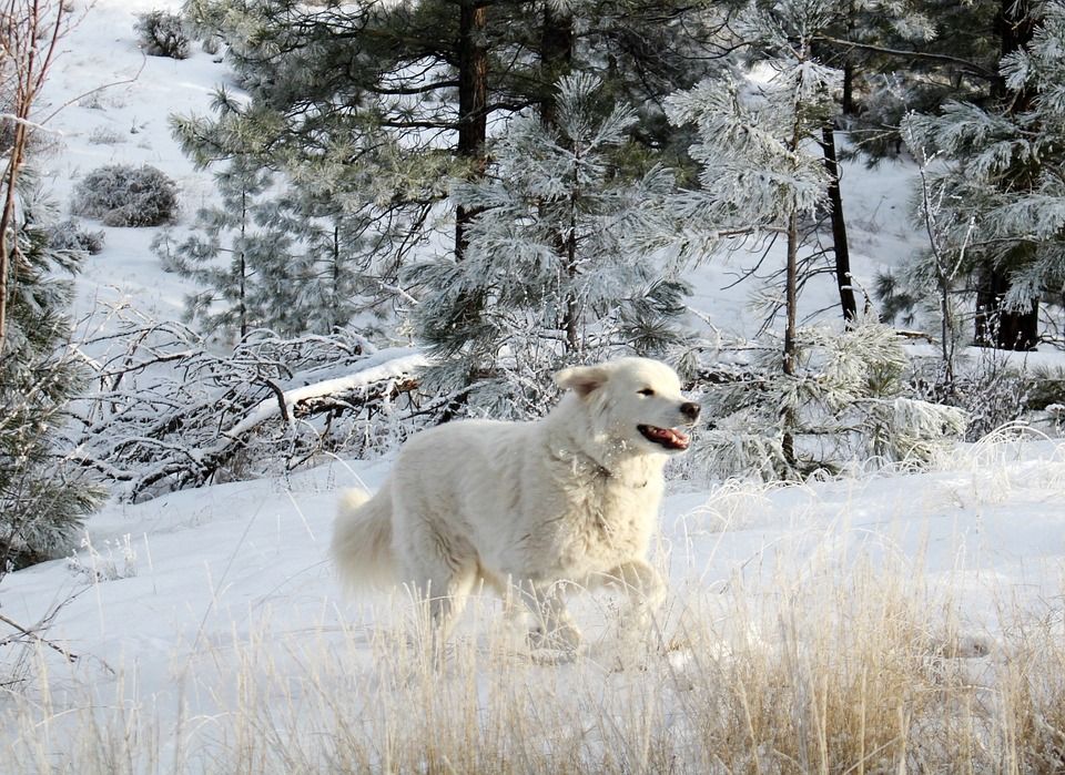 白狗, 狗, 宠物, 动物, 白色背景, 朋友, 自由, 犬类, 雪, 冬天