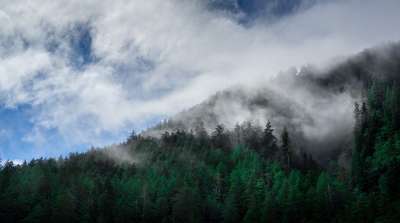 云 针叶树 冷杉 多雾路段 森林 阴霾 景观 薄雾 山 自然