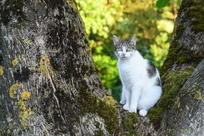 猫 树 绿色 光