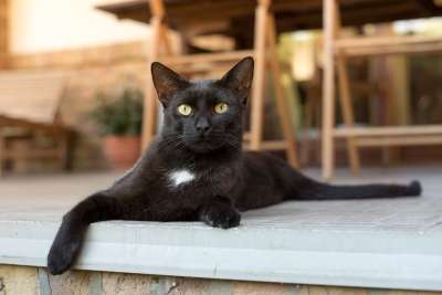 猫 小猫 黑 动物医院 宠物 多毛 家猫 动物 说谎