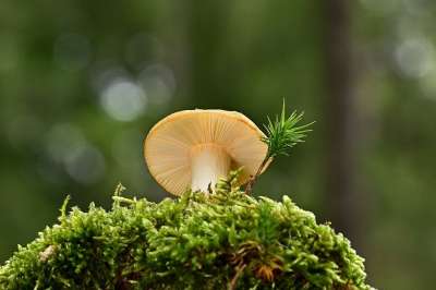 蘑菇 光盘真菌 苔藓 森林 真菌科学 自然 关闭