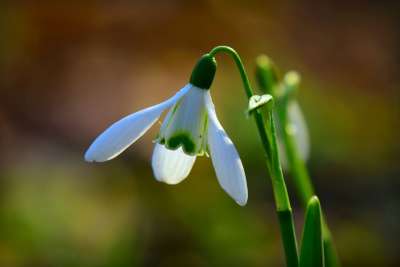 雪花莲 花 植物 开花 春天 冬季开花 花园 花瓣 干 叶子