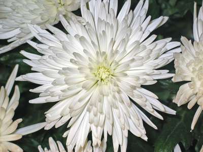 菊花 Asters 花 印象 白色的 纯度 安静的 一束花朵