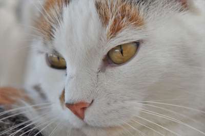 猫 家畜 白色的 动物 家猫 猫眼 猫脸 关闭