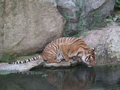 老虎 动物园 西伯利亚虎 兽 动物 捕食者 大猫 水