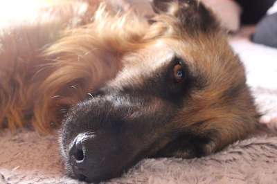 狗 动物 哺乳动物 宠物 犬类 躺着 休息