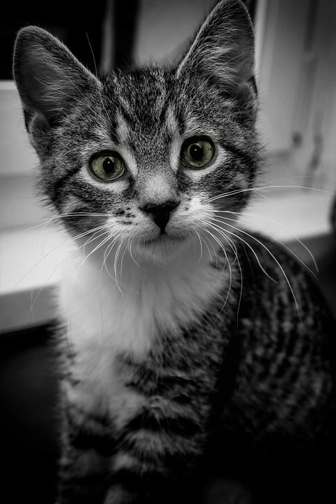 宿醉 关闭 黑色的 白色的 猫 房子 家猫 动物 家畜 猫眼
