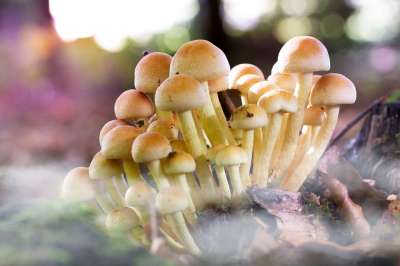 蘑菇 多雾路段 情绪 特写 小蘑菇 落下 森林蘑菇 蘑菇收集