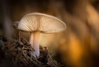 蘑菇 林 宏 自然 秋天 森林 苔藓 光 颜色