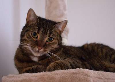 猫 可爱的 鲭鱼 老虎 家畜 动物 团结 家猫 背景 心