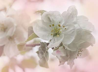 苹果 苹果树 苹果花 开花 水果 自然 树 果园 食物 科