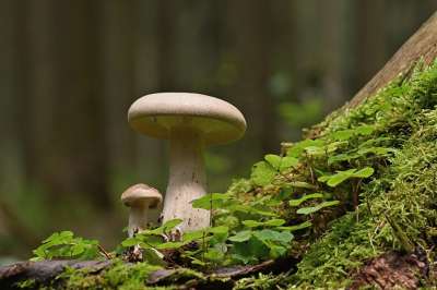 蘑菇 层状蘑菇 苔藓 树桩 落下 森林