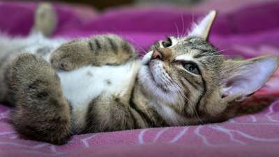 宿醉 小的 鲭鱼 小猫 家猫 家畜 可爱的 猫 猫宝宝 猫脸