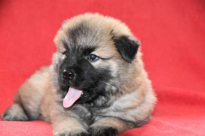 狗 小狗 年轻的狗Eurasier 说谎的狗 狗学习语言 粉红色的舌头
