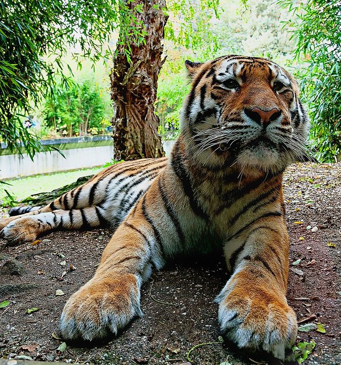 西伯利亚虎 掠食性动物、动物园Münster 老虎 大猫