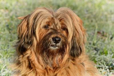 狗 脸 头 西藏小猎犬 动物 家畜 肖像 可爱的 友好的