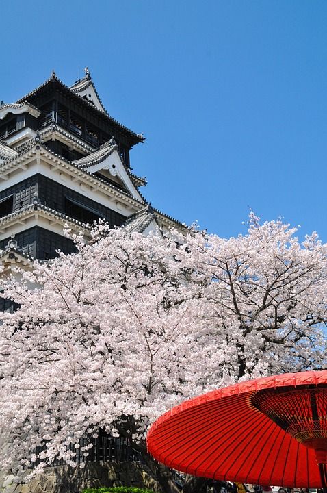 樱桃树 日本的春天 樱花 樱花盛开 日本花卉 粉色 城堡 熊本城