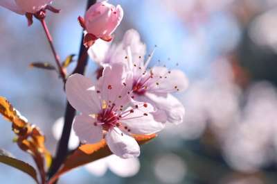 血梅 樱桃 樱桃李 开花 花枝 盛开 梅花 分支 红叶 春天