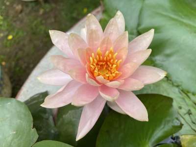 花朵 花 美女 花园 叶 开花 自然 美丽的大自然
