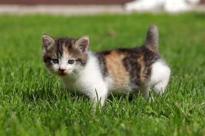 小猫 猫 草地 后院 猫科动物 宠物 动物