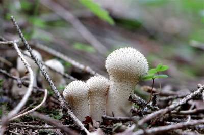 牛人 蘑菇 尘蘑菇 森林蘑菇 森林地面 落下