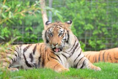 老虎 大猫 捕食者 危险的 动物 生物 猫 孟加拉