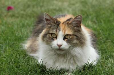 吉祥物 猫 休息 猫科动物 动物 朋友 小猫咪 看