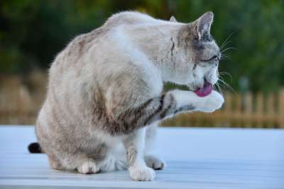猫 卫生间聊天 胡同猫 欧洲猫 猫蓝色的眼睛 动物 阴云 女性