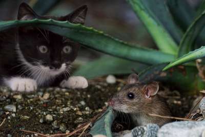 卡茨 鼠 动物 可爱的 乐趣 抓 打猎 家猫 细心 捕食者