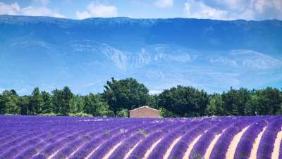 马诺斯克 法国 欧洲 法国南部 普罗旺斯 薰衣草田 薰衣草 花朵