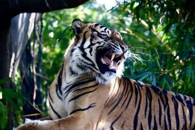 老虎 动物 哺乳动物 大猫 野生动物 动物群 荒野 自然 森林