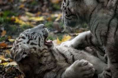 老虎 白色的 幼兽 播放 玩耍 荒野 野生动物 猫 动物