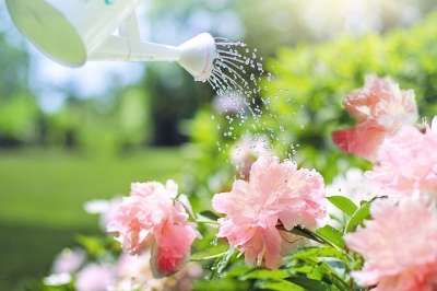 浇水 花朵 牡丹 粉色的 喷壶 自然 植物 花的 花园 夏天