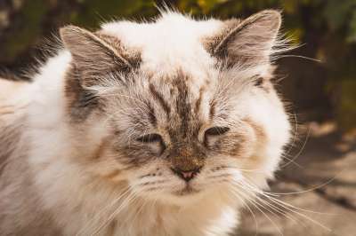 猫 头 脸 国内的猫 动物 哺乳动物