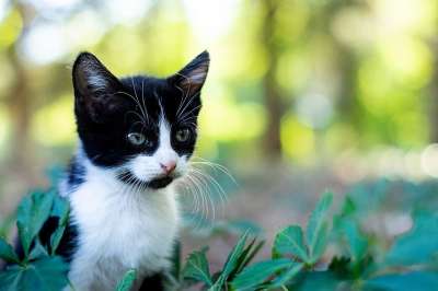 猫 小猫 户外 猫科动物 宠物 自然 秋天 落下 动物 叶子