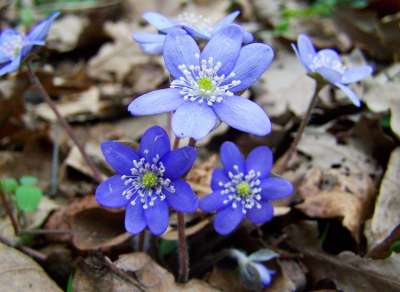 肝花 森林花 蓝色