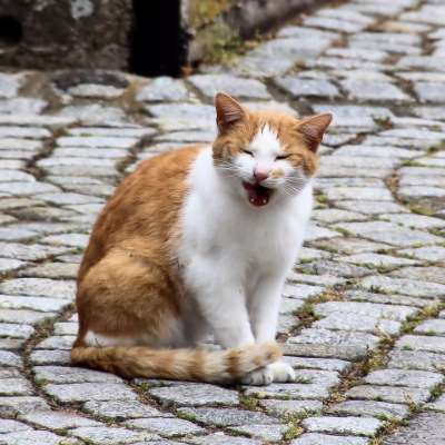 猫 家猫 坐 路面 动物